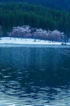 250423津南町中子の桜の写真
