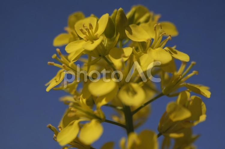 菜の花（マクロ撮影） 菜の花,マクロ撮影,接写の写真素材