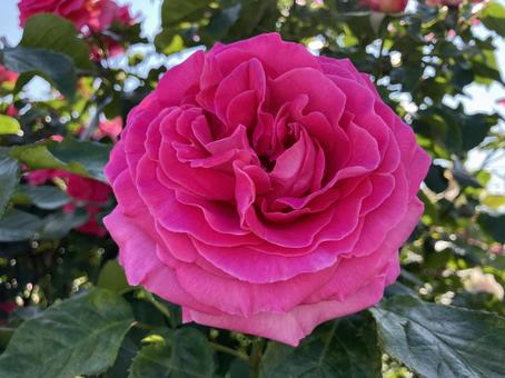 ピンクの薔薇 ピンクの薔薇の写真