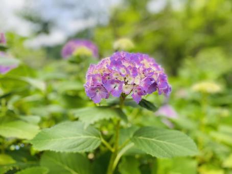 梅雨の風物詩 梅雨の風物詩の写真