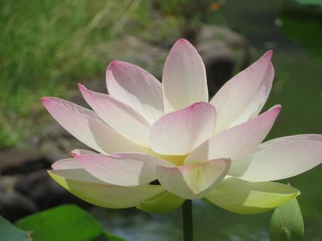 Lotus flower (Mahiren), JPG Lotus flower (Mahiren), JPG