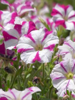花壇に群生するペチュニアの花 花壇に群生するペチュニアの花 ペチュニア,花,植物の写真素材