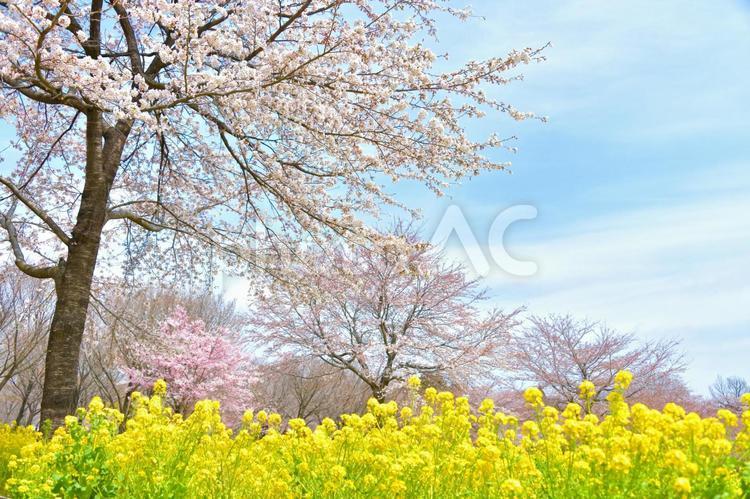 桜と菜の花と青空 春,花,サクラの写真素材