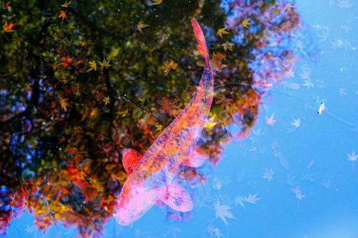 水面に映る紅葉と錦鯉 水面に映る紅葉と錦鯉 癒し,日本庭園,黒の写真素材