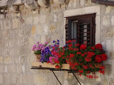 花で飾られた美しい窓 クロアチア,ドゥブロヴニク,窓の写真素材
