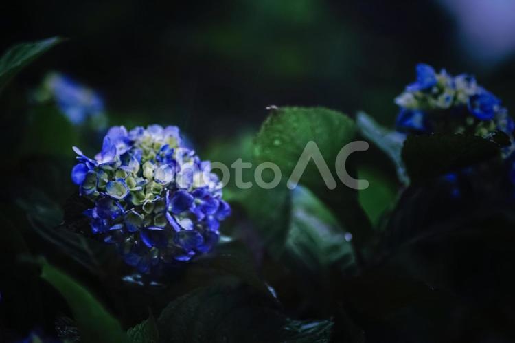 ＜五島の風景＞梅雨の雨の中に咲く紫陽花 あじさい,紫陽花の壁紙,アジサイの写真素材