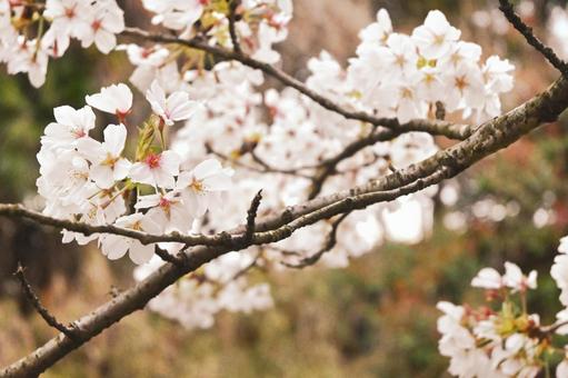 淡いソメイヨシノ 桜,ソメイヨシノ,木の写真素材