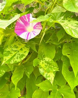 季節の花アサガオ 季節の花アサガオ 朝顔,植物,ピンクの写真素材