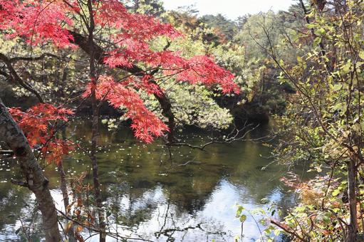 紅葉 紅葉の写真