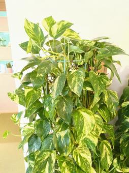 大型観葉植物 ポトスタワー鉢植え10号鉢 大型観葉植物 ポトスタワー鉢植え10号鉢 大型観葉植物,ポトス,タワーの写真素材