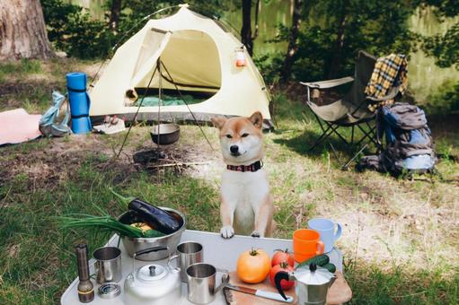 テント前に並ぶキャンプ用品 犬,テント,キャンプの写真素材