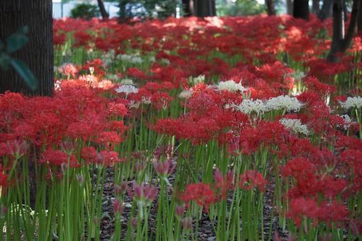 赤と白の彼岸花 赤と白の彼岸花 彼岸花,ヒガンバナ,曼珠沙華の写真素材