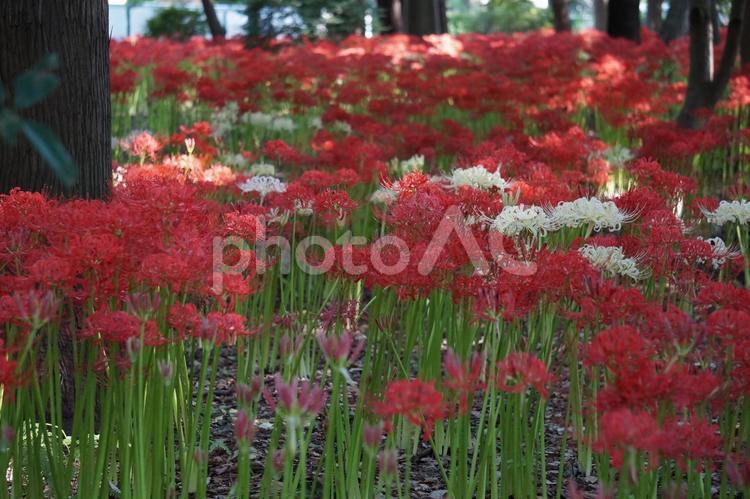 赤と白の彼岸花 彼岸花,ヒガンバナ,曼珠沙華の写真素材