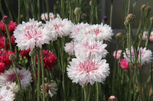 ヤグルマギク・矢車菊 ヤグルマギク・矢車菊 風景マクロ,草花,夏の写真素材