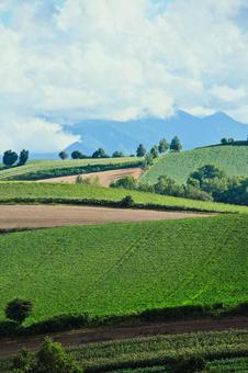 夏の北海道 北海道,上富良野,畑の写真素材
