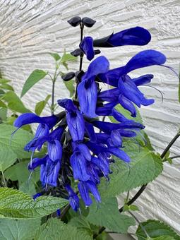 メドーセージ 花,メドーセージ,サルビア・ガラニチカの写真素材