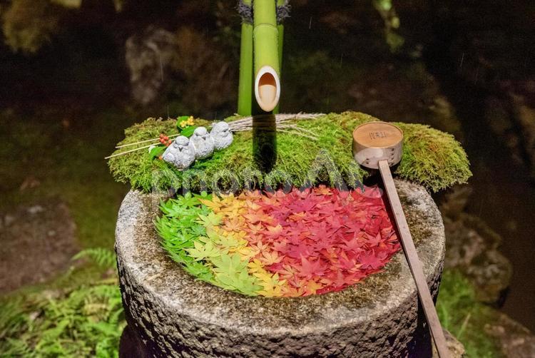 グラデーションが美しい楊谷寺の花手水 紅葉,花手水,秋の写真素材