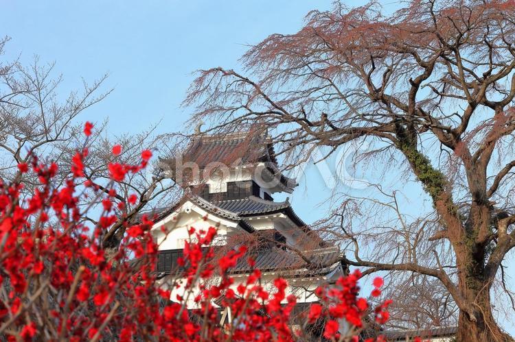 日本の城　福島県　白河小峰城 白河小峰城,福島県,東北の写真素材