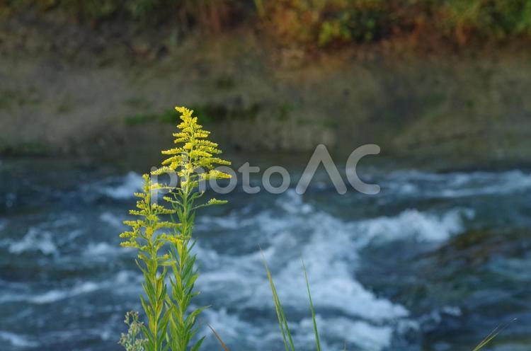 セイタカアワダチソウの花です。2021年9月。八王子市。 セイタカアワダチソウ,花,野草の写真素材