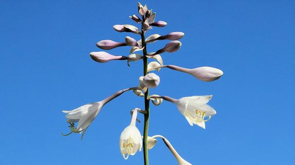 白馬五竜高山植物園 ナメルギボウシ 白馬五竜高山植物園 ナメルギボウシの写真