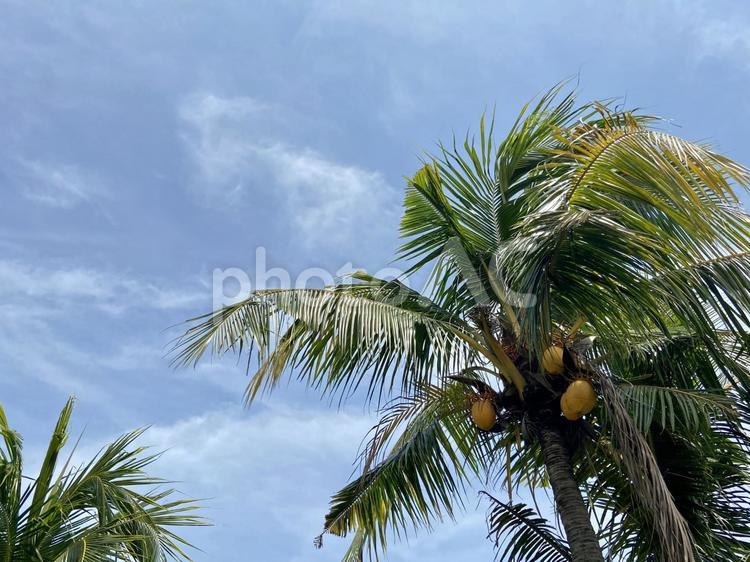 ヤシの木と青空 やしの木,ヤシ科,熱帯の写真素材