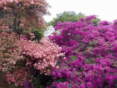 azalea, JPG azalea, JPG