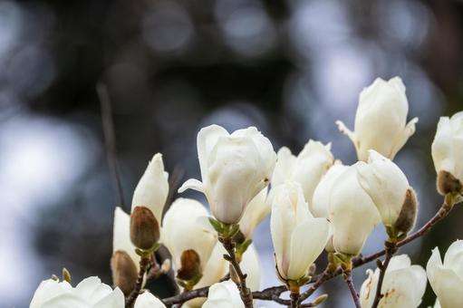 ハクモクレン⑻の写真