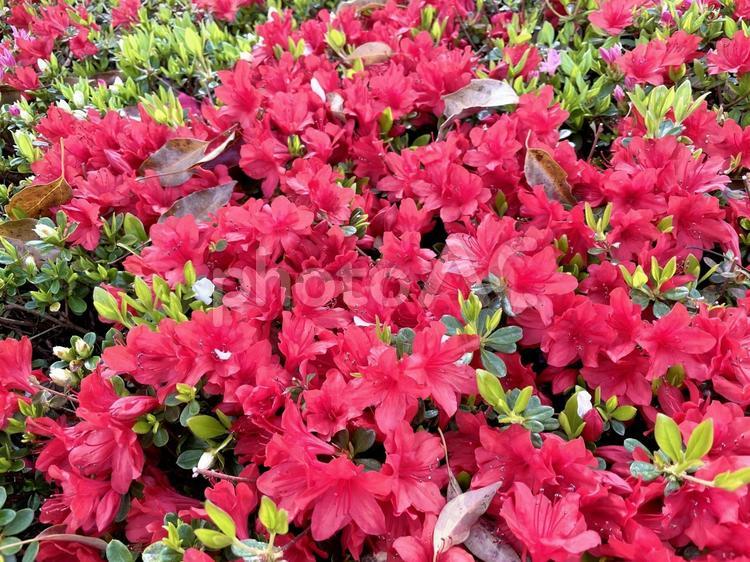 真っ赤なつつじの花の植木 ツツジ,花,赤の写真素材