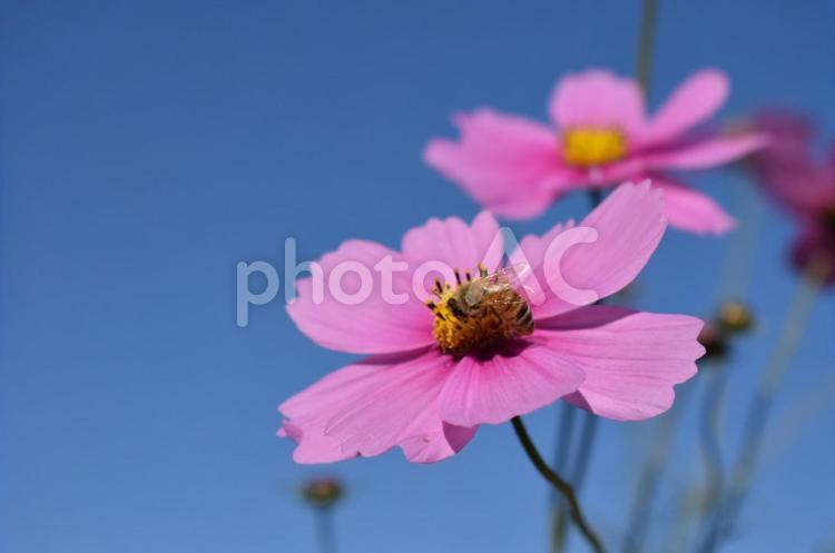 コスモス コスモス,秋桜,ハチの写真素材