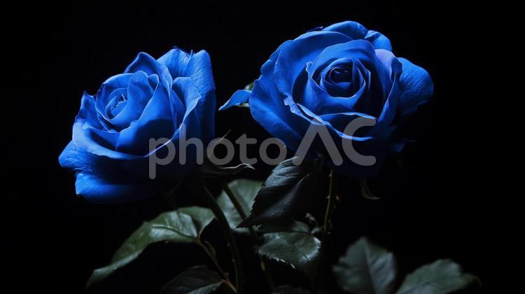 青い薔薇のイメージ 青い薔薇,青,花の写真素材