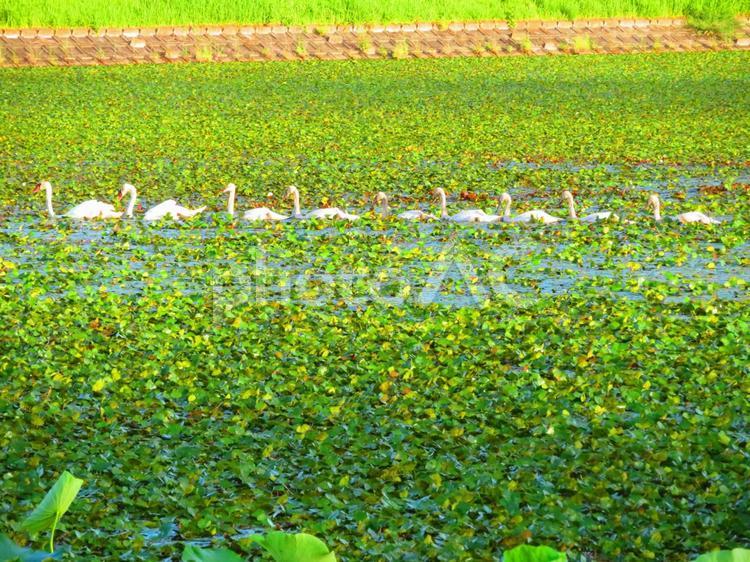 ７月下旬の高月池のコブハクチョウの親子の行進 背景,コブハクチョウ,親子の写真素材