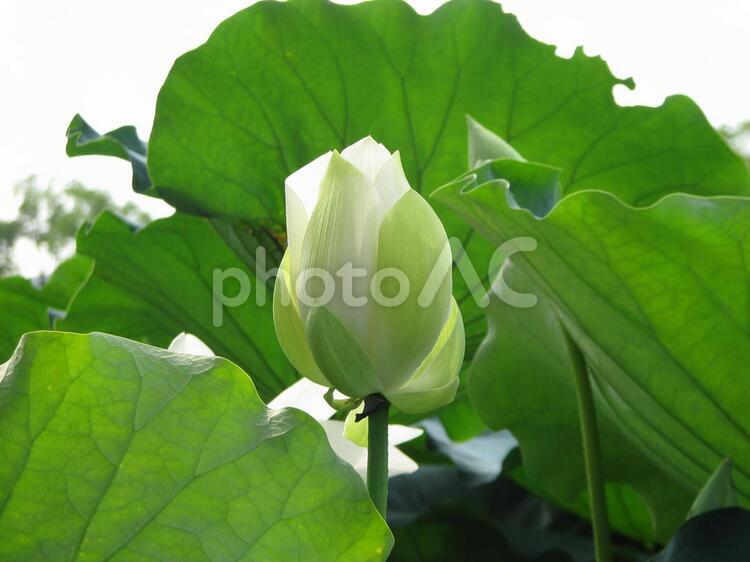 蓮14　ハス　はす　花　夏 蓮,ハスの花,厳かの写真素材