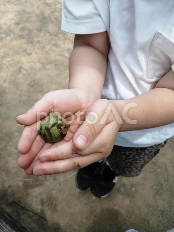 これなあに 手のひら,3歳児,木の実の写真素材