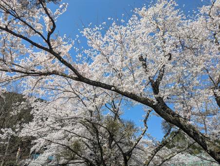 満開の桜 満開の桜の写真