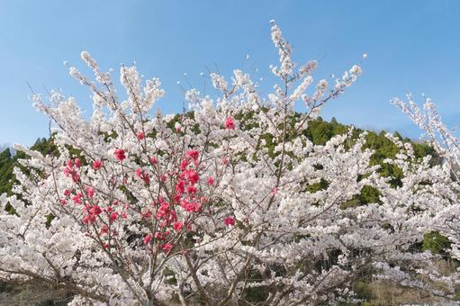 桜 桜,花,春の写真素材