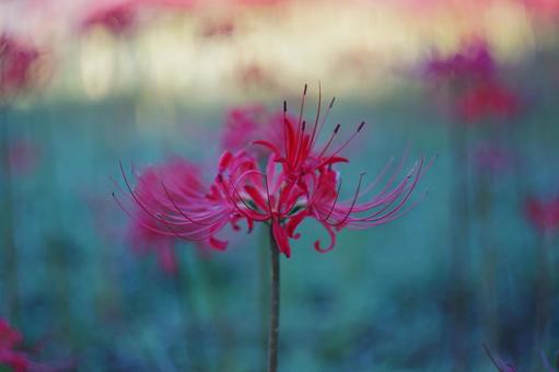 幻想的なヒガンバナとボケ 彼岸花,ヒガンバナ,曼珠沙華の写真素材