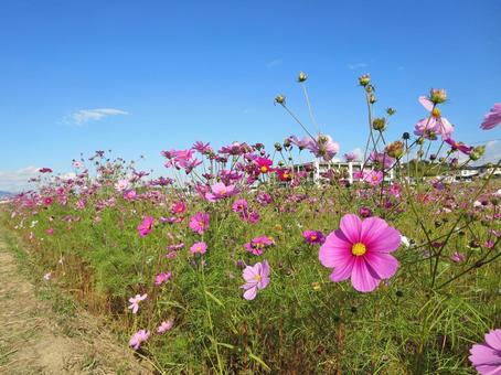 コスモス コスモス,花,花畑の写真素材