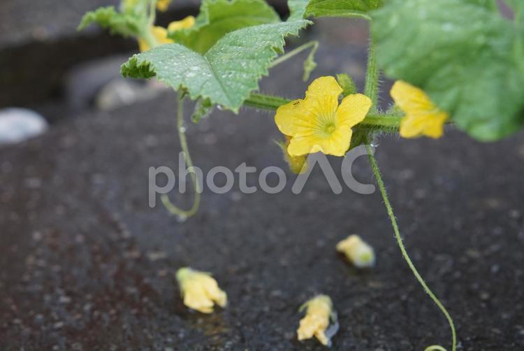 メロンの花　雨の日の植物 メロン,黄色,花の写真素材