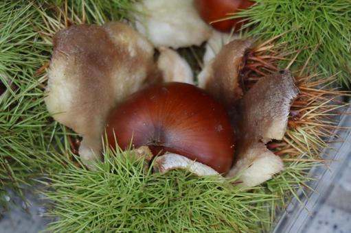 緑のイガに入った茶色の栗のアップ 緑のイガに入った茶色の栗のアップ 緑,イガ,入ったの写真素材