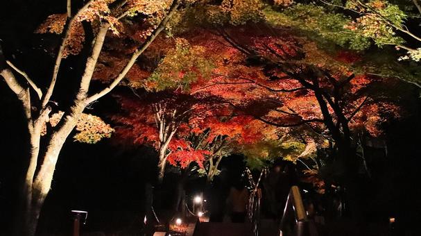 虹の郷　紅葉ライトアップ 紅葉,ライトアップ,秋の写真素材