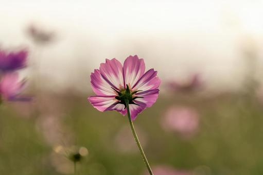 夕方のコスモス畑 夕方のコスモス畑 秋桜,コスモス畑,コスモスの写真素材