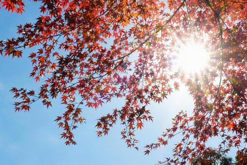 秋深い紅葉で彩られる森 紅葉,秋のイメージ,森の写真素材