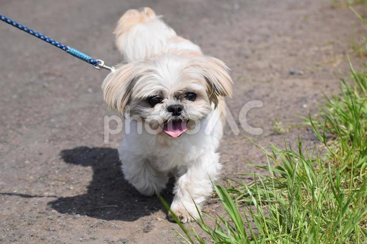 シーズー シーズー,犬,犬科の写真素材