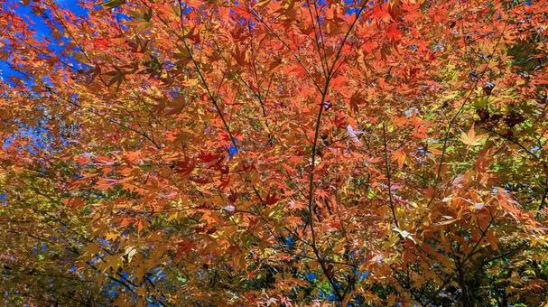 紅葉-114 もみじ,秋,背景の写真素材