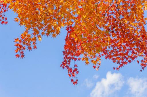 Photo, autumn leaves, maple, autumn, 