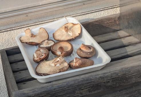 自家製干し椎茸、天日干しのドライフード 椎茸,しいたけ,シイタケの写真素材