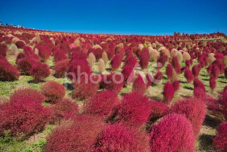 美しい稜線沿いの紅葉コキア コキア,風景,植物の写真素材