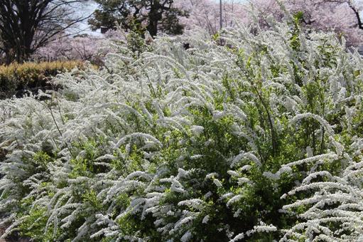 ユキヤナギ・雪柳 ユキヤナギ・雪柳の写真