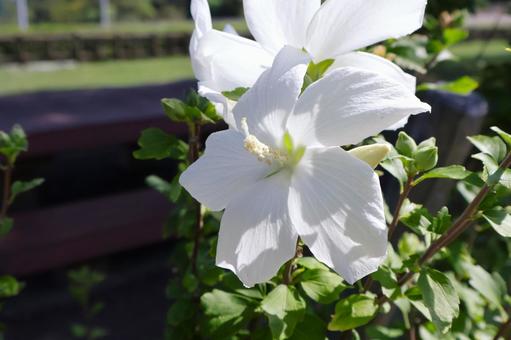 7月から9月ごろまで咲くムクゲの花 白 7月から9月ごろまで咲くムクゲの花 白 ムクゲ,花,夏の写真素材