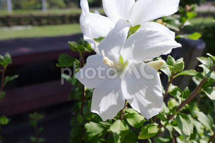 7月から9月ごろまで咲くムクゲの花　白 ムクゲ,花,夏の写真素材